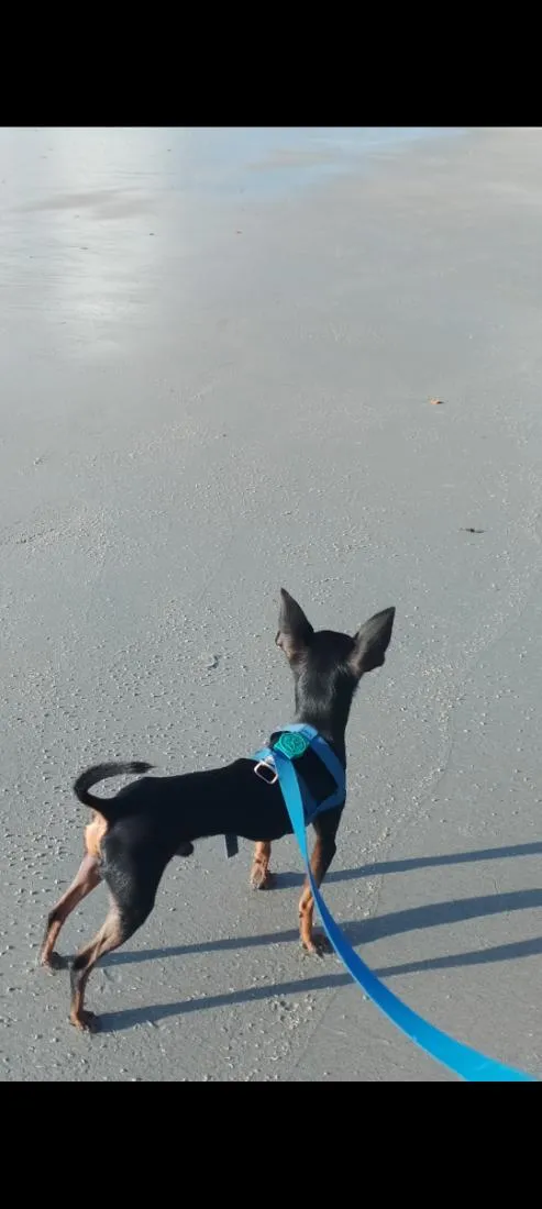 Cachorro raça Pinscher idade 2 anos nome Pinguinho