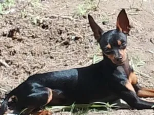 Cachorro raça Pinscher idade 2 anos nome Pinguinho