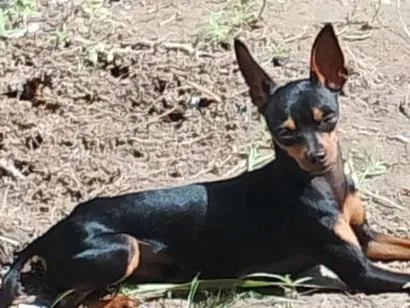 Cachorro raça Pinscher idade 2 anos nome Pinguinho