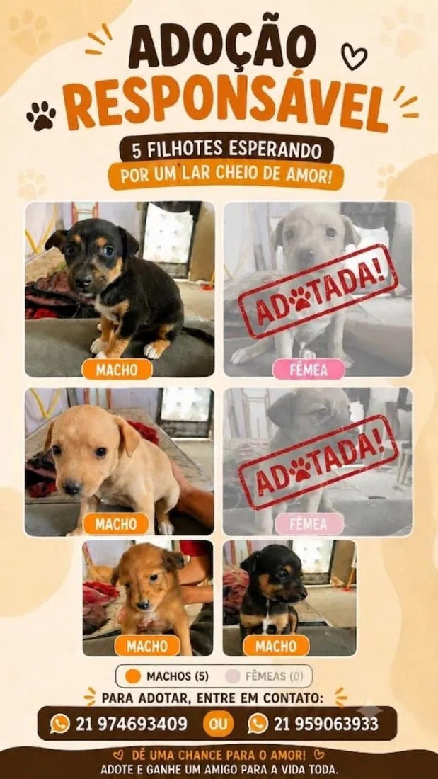 Cachorro raça SRD-ViraLata idade 2 a 6 meses nome sem nome