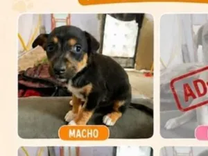 Cachorro raça SRD-ViraLata idade 2 a 6 meses nome sem nome