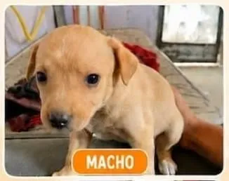 Cachorro raça SRD-ViraLata idade 2 a 6 meses nome sem nome