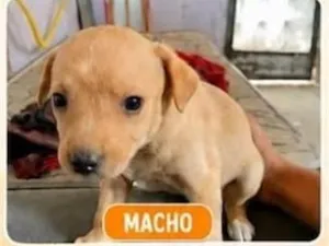 Cachorro raça SRD-ViraLata idade 2 a 6 meses nome sem nome