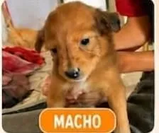 Cachorro raça SRD-ViraLata idade 2 a 6 meses nome sem  nome definido