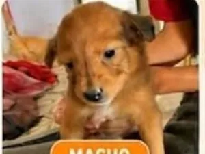 Cachorro raça SRD-ViraLata idade 2 a 6 meses nome sem  nome definido