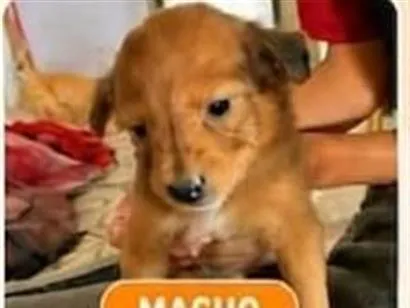 Cachorro raça SRD-ViraLata idade 2 a 6 meses nome sem  nome definido