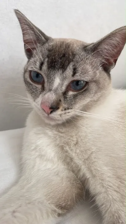 Gato raça SRD-ViraLata idade 7 a 11 meses nome Nico