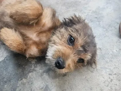 Cachorro raça SRD-ViraLata idade 7 a 11 meses nome Thor