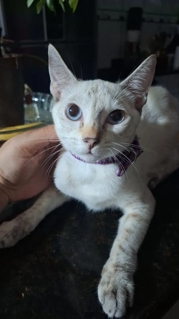 Gato raça SRD-ViraLata idade 2 a 6 meses nome Channel