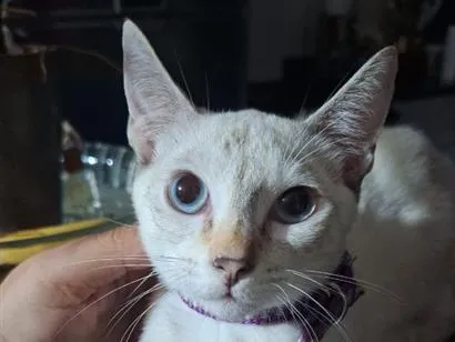 Gato raça SRD-ViraLata idade 2 a 6 meses nome Channel
