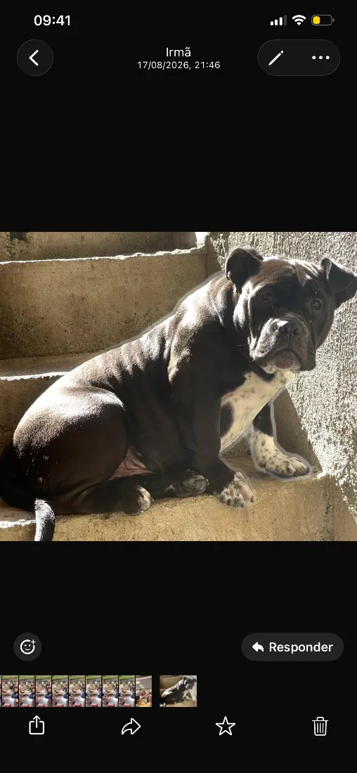 Cachorro raça Pit-Bull idade 2 anos nome Zeus