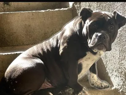 Cachorro raça Pit-Bull idade 2 anos nome Zeus