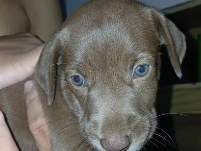 Cachorro raça SRD-ViraLata idade 2 a 6 meses nome chocolate 