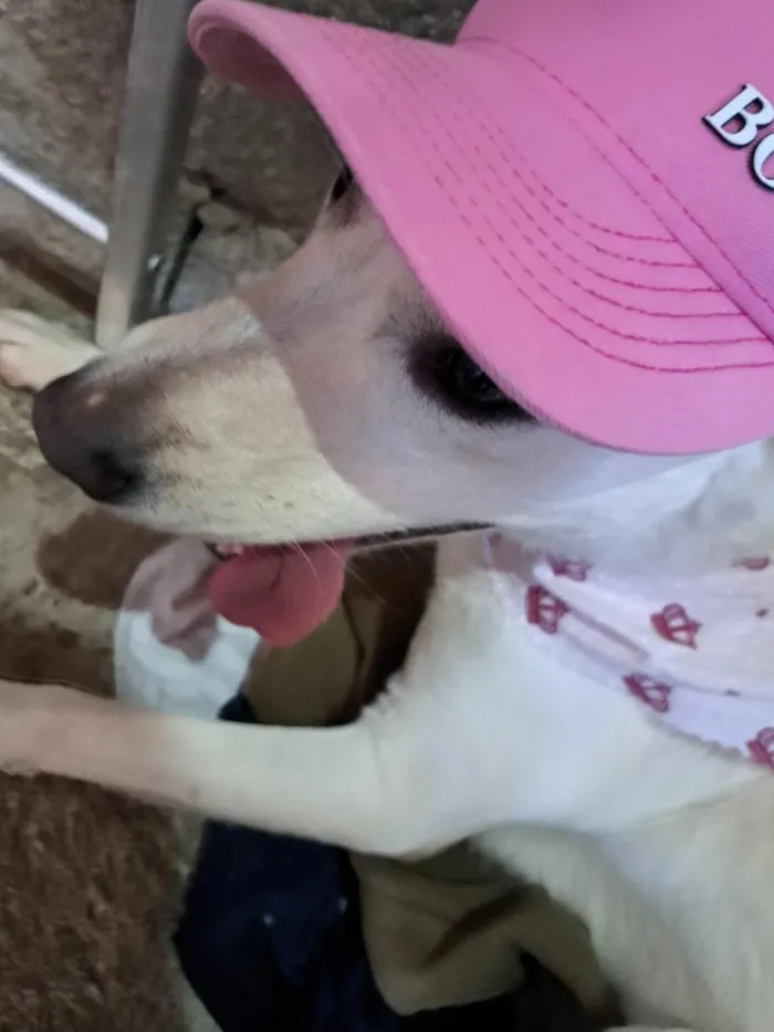 Cachorro raça SRD-ViraLata idade 3 anos nome Lua