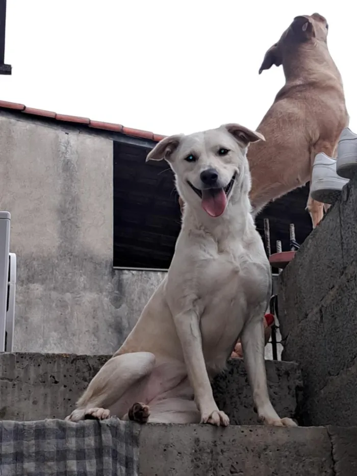 Cachorro raça SRD-ViraLata idade 3 anos nome Lua