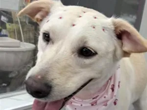 Cachorro raça SRD-ViraLata idade 3 anos nome Lua