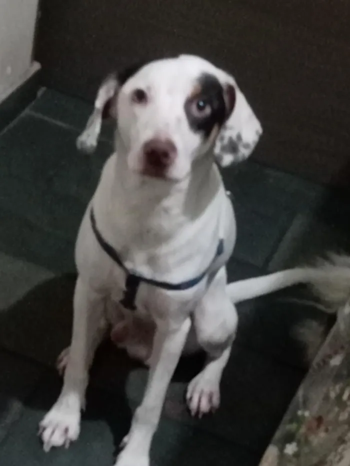 Cachorro raça SRD-ViraLata idade 1 ano nome Bartolomeu 