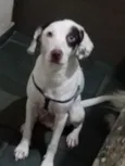 Bartolomeu
