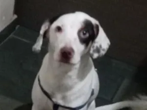 Cachorro raça SRD-ViraLata idade 1 ano nome Bartolomeu 