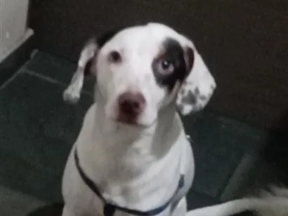 Cachorro raça SRD-ViraLata idade 1 ano nome Bartolomeu 