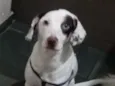 Bartolomeu