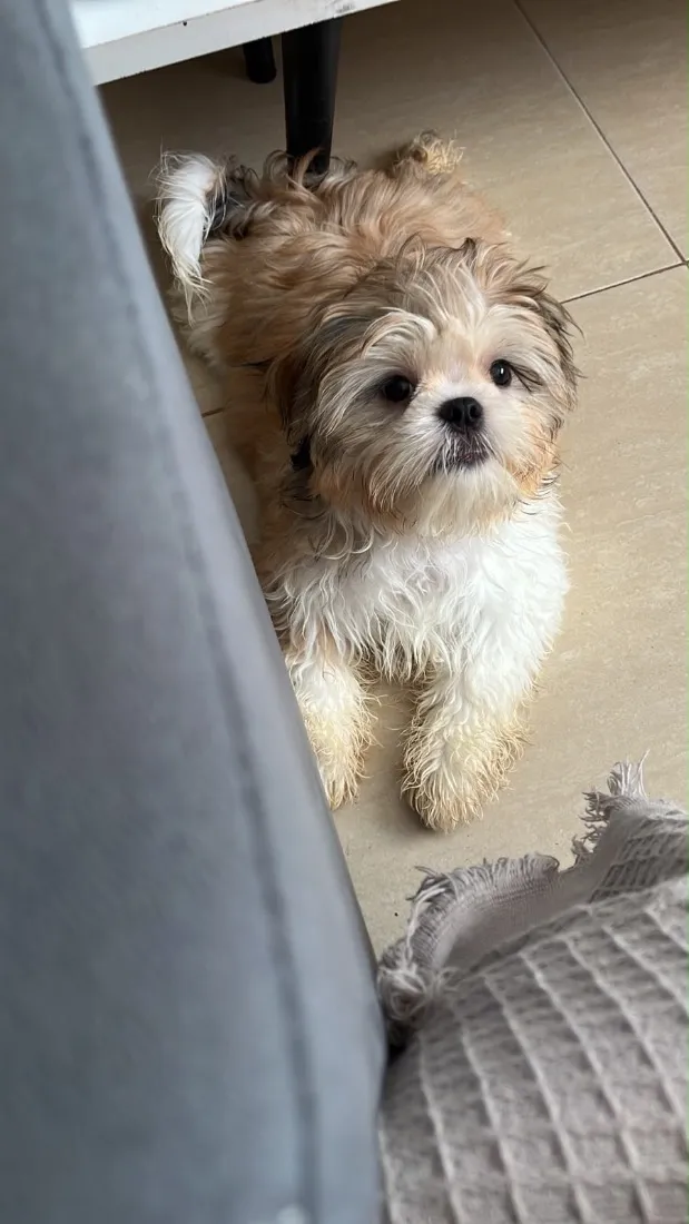Cachorro raça Shitzu idade 2 a 6 meses nome Luke