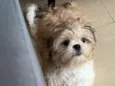 Luke