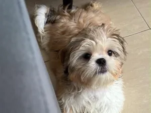 Cachorro raça Shitzu idade 2 a 6 meses nome Luke