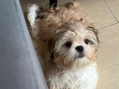 Cachorro raça Shitzu idade 2 a 6 meses nome Luke
