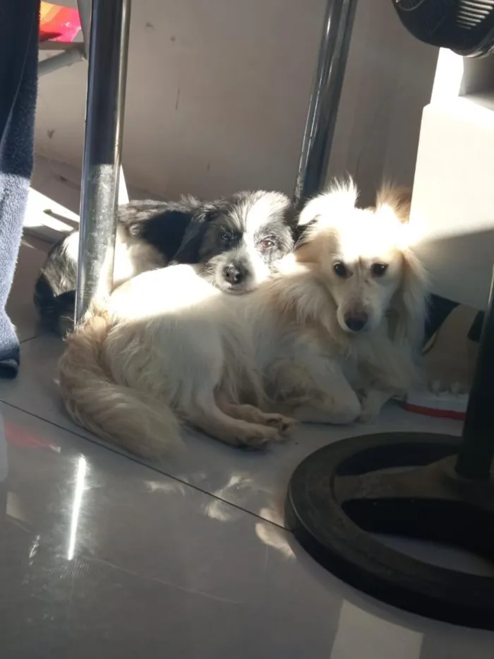 Cachorro raça SRD-ViraLata idade 4 anos nome Romeu e Theo