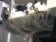 Romeu e Theo