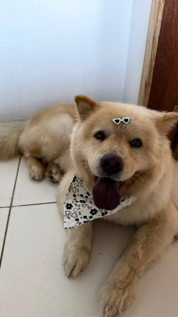 Cachorro raça SRD-ViraLata idade 3 anos nome Kiara 
