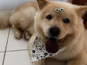 Cachorro raça SRD-ViraLata idade 3 anos nome Kiara 