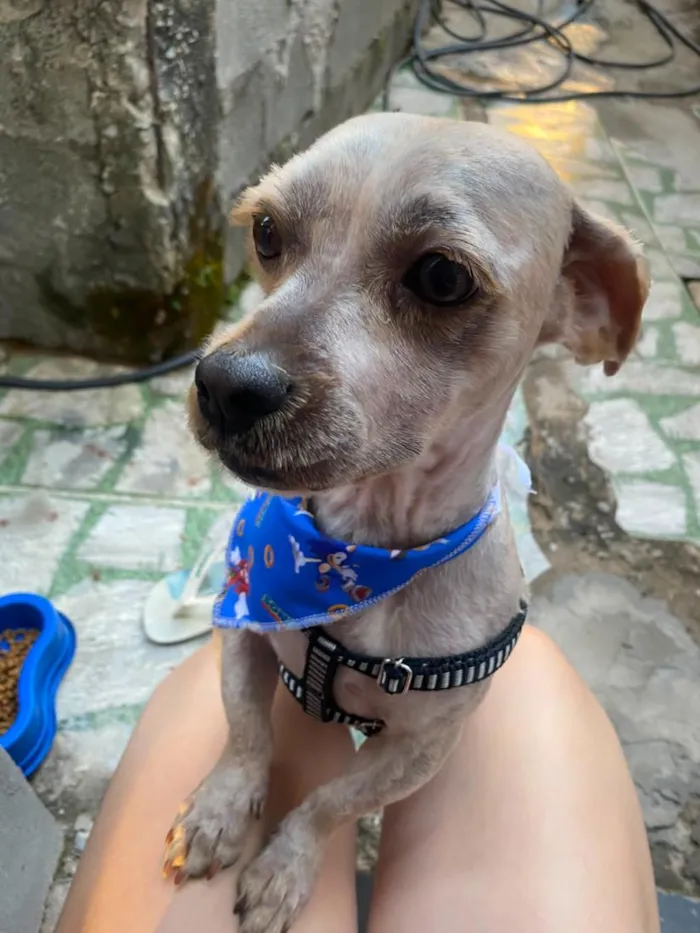 Cachorro raça SRD-ViraLata idade 1 ano nome Theo 
