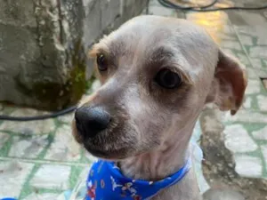 Cachorro raça SRD-ViraLata idade 1 ano nome Theo 