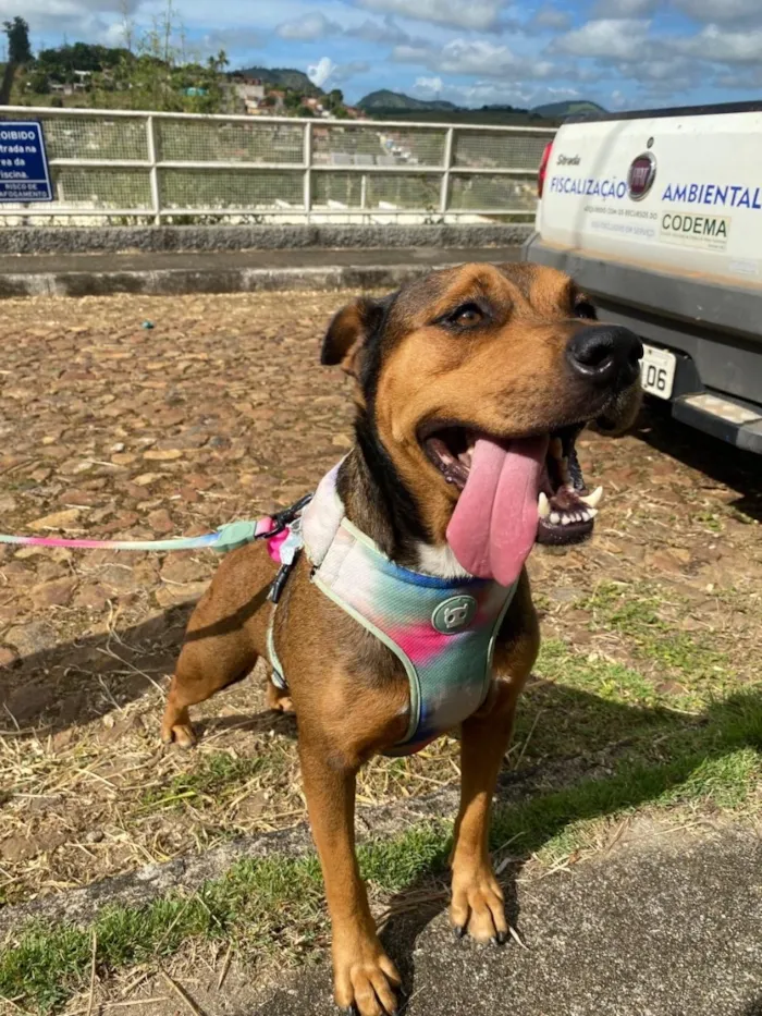 Cachorro raça SRD-ViraLata idade 3 anos nome Teresa