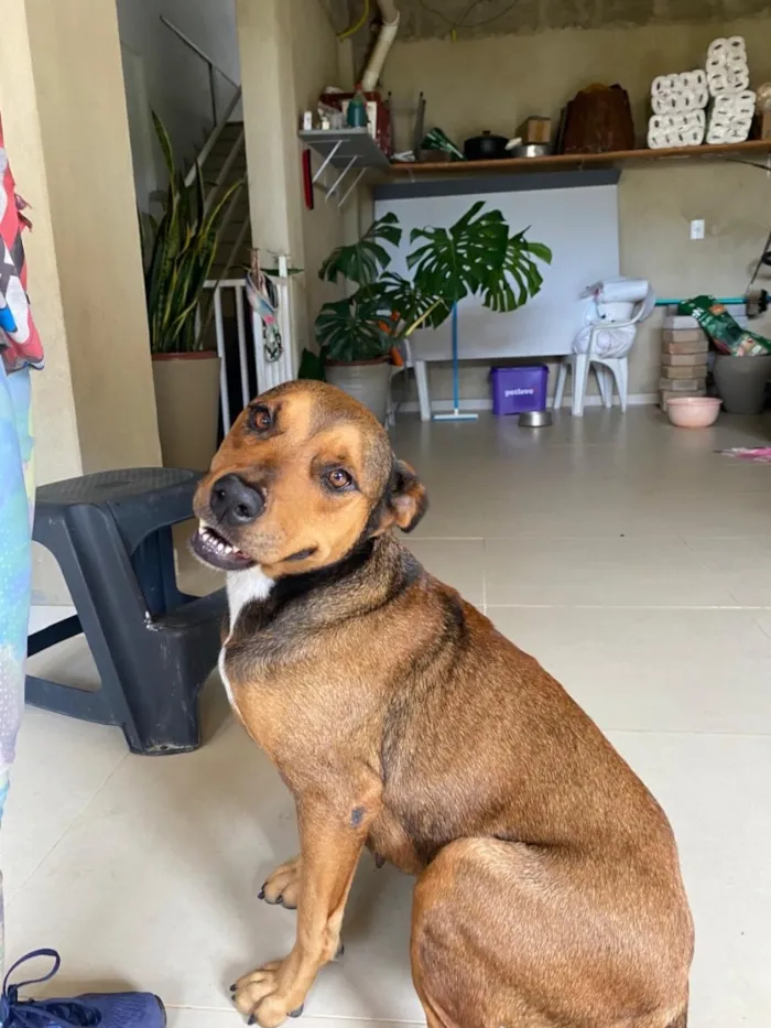 Cachorro raça SRD-ViraLata idade 3 anos nome Teresa