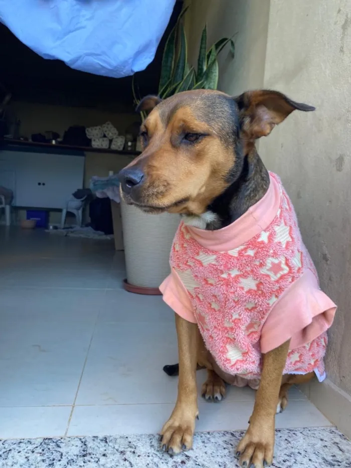 Cachorro raça SRD-ViraLata idade 3 anos nome Teresa