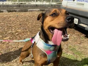 Cachorro raça SRD-ViraLata idade 3 anos nome Teresa