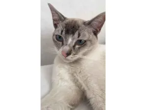 Gato raça SRD-ViraLata idade 7 a 11 meses nome Nico