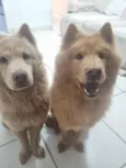 Morena e Zeca