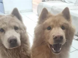 Cachorro raça SRD-ViraLata idade 2 anos nome Morena e Zeca