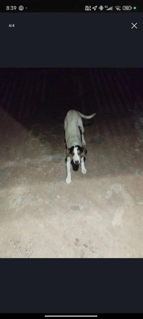 Cachorro raça SRD-ViraLata idade 1 ano nome Zoro