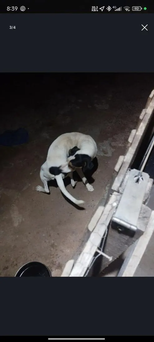Cachorro raça SRD-ViraLata idade 1 ano nome Zoro