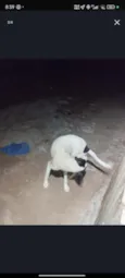Zoro