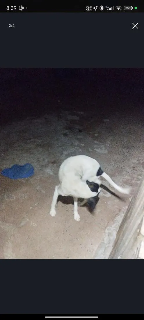 Cachorro raça SRD-ViraLata idade 1 ano nome Zoro