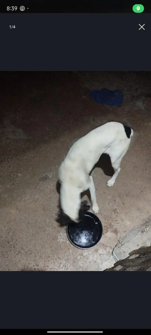 Cachorro raça SRD-ViraLata idade 1 ano nome Zoro