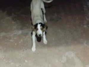 Cachorro raça SRD-ViraLata idade 1 ano nome Zoro