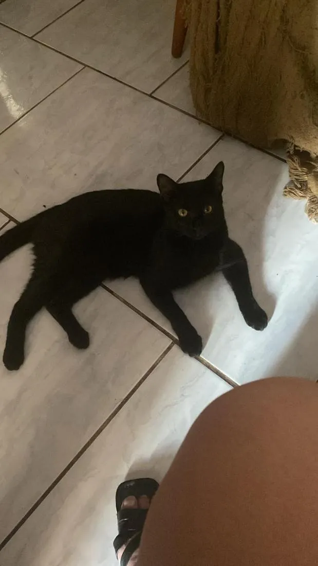 Gato raça SRD-ViraLata idade 1 ano nome Aquiles