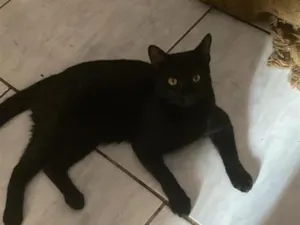 Gato raça SRD-ViraLata idade 1 ano nome Aquiles